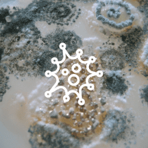 Group 4 плесень и грибок